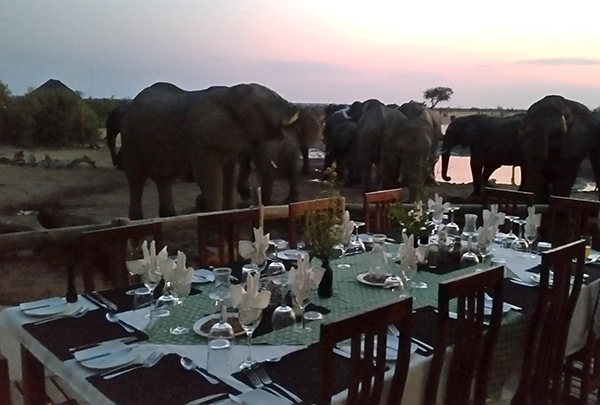 Elephants in South Africa